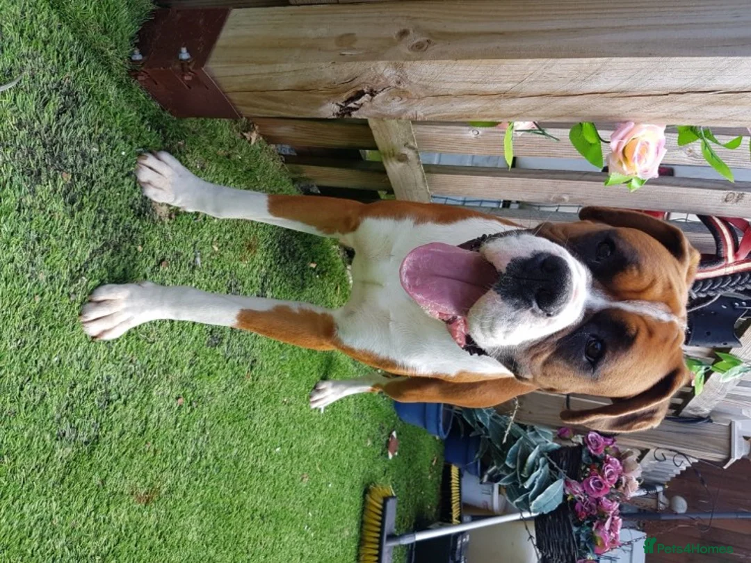 Boxer dogs for stud: Handsome Natural Bobtail Red Dog for Stud in Herne Bay - Advert 2