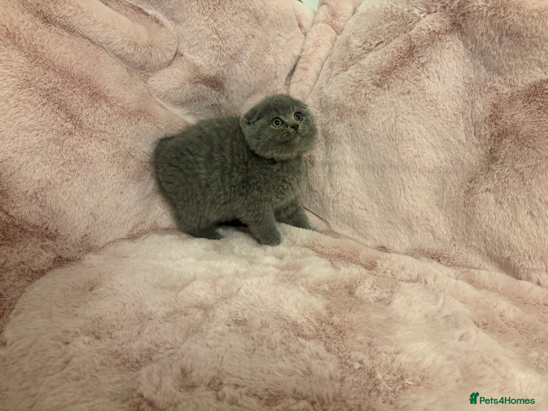 Scottish Fold cats for sale: One remaining - Chunky Male Scottish fold kitten - Advert 6