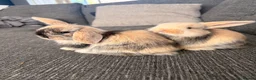 Mini Lop rabbits for sale: Male mini lop bunnies - Advert 2