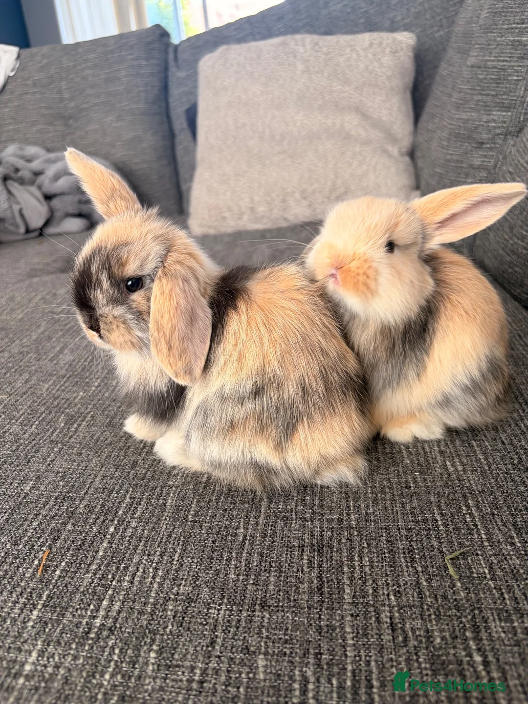 Mini Lop rabbits for sale: Male mini lop bunnies - Advert 2