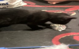 Mixed Breed cats for sale: 3 Beutiful kittens - Image 11