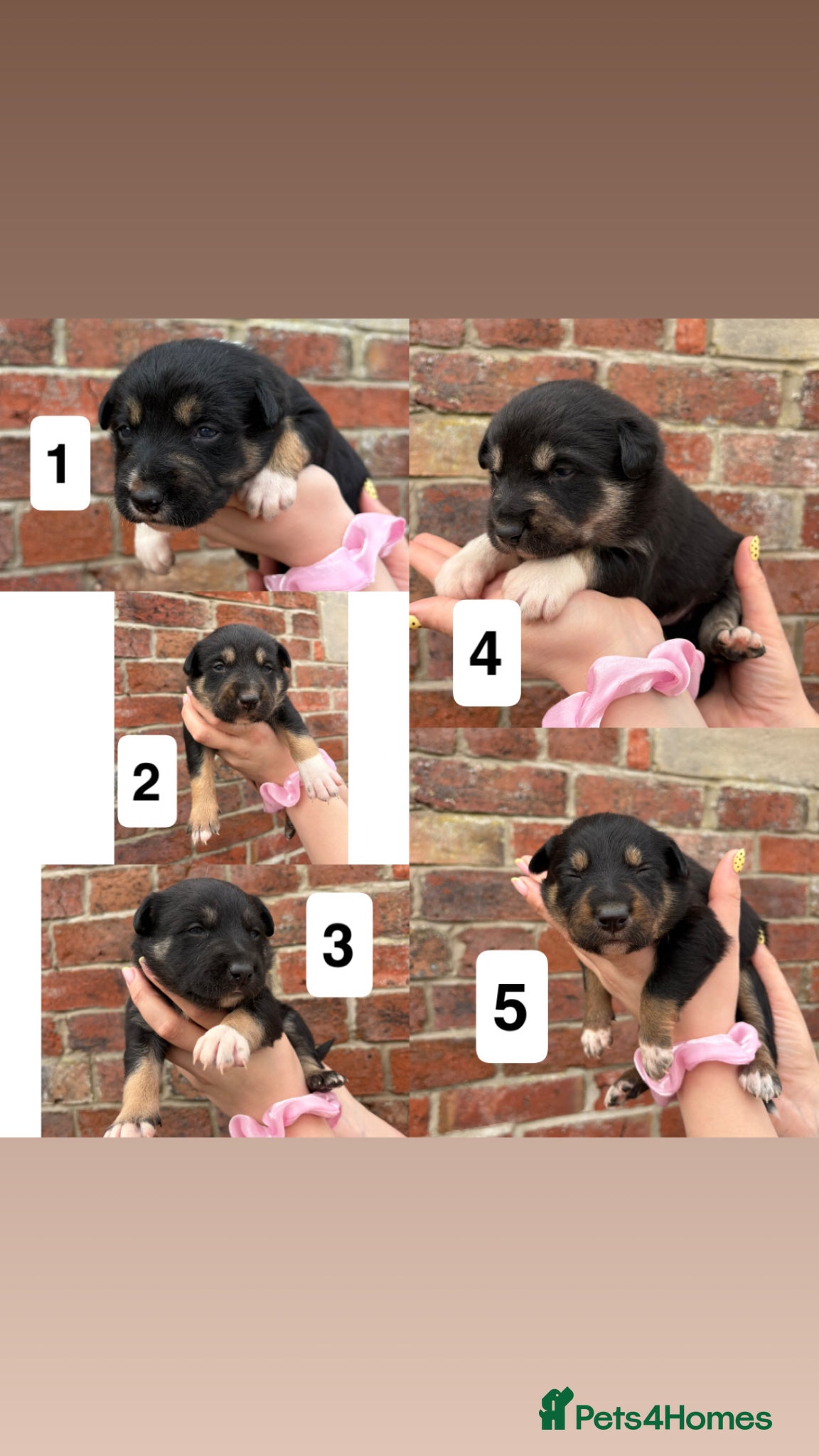 Mixed Breed dogs Collie x kelpie puppies for sale  - Advert 8