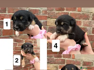 Mixed Breed dogs Collie x kelpie puppies for sale - Advert 8