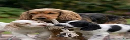 Cocker Spaniel dogs for sale: Show cocker spaniel in Loughton - Advert 4