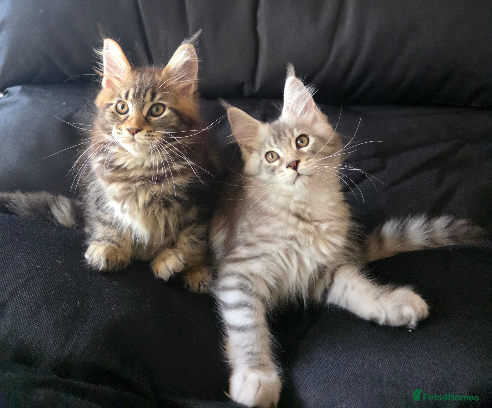 Maine Coon cats Stunning Maine Coon Kittens Available - Advert 1