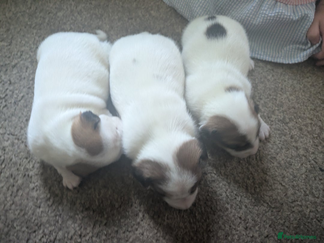 Jack Russell dogs for sale: 3 Jack Russell puppies - Image 1