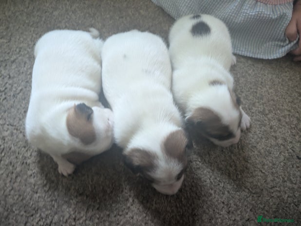 Jack Russell dogs - Advert 1