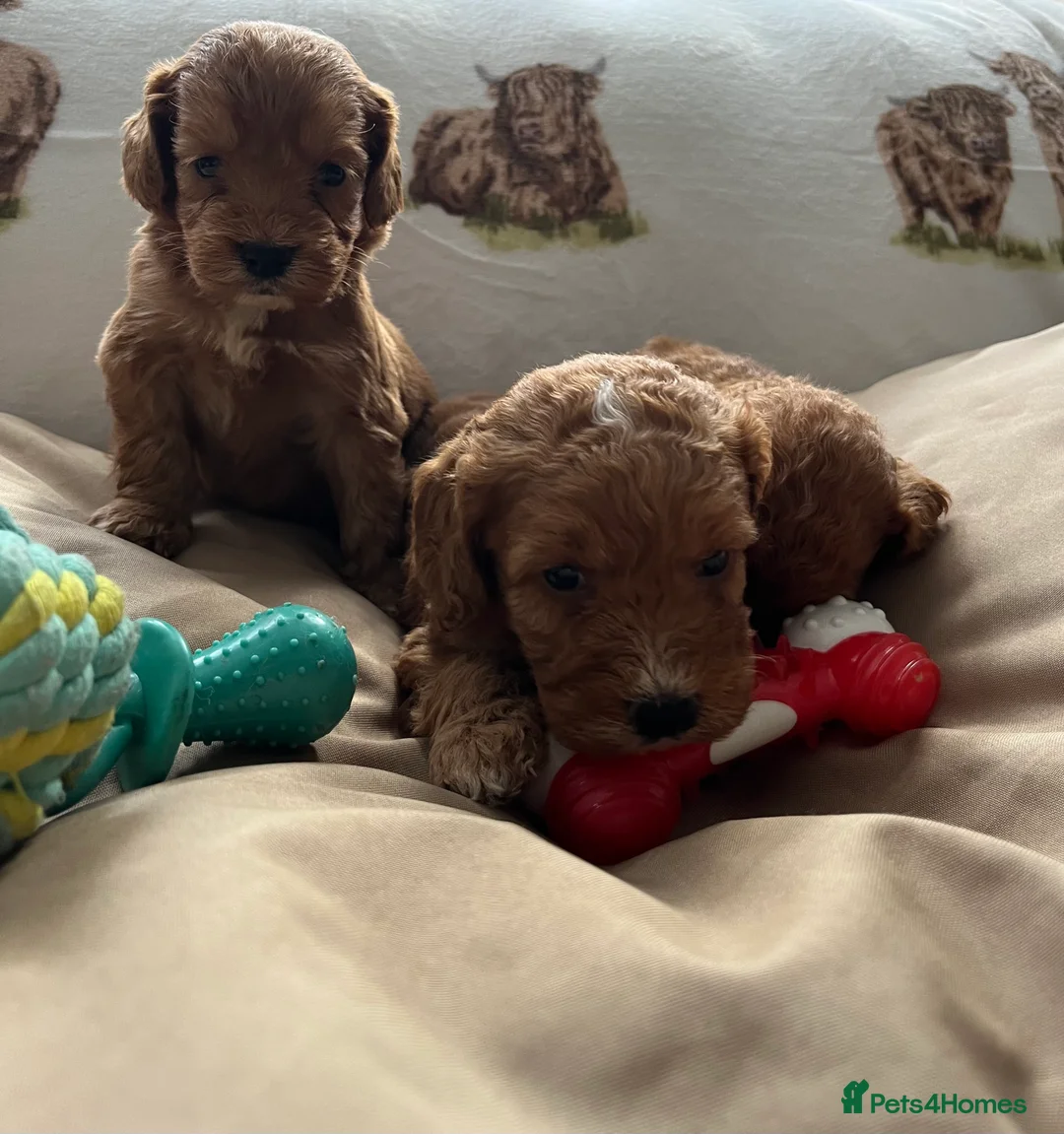 Cockapoo dogs for sale:  Stunning F1 DNA clear cockapoo puppies  - Advert 18