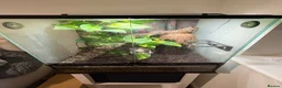 Gecko reptiles for sale: Male gargoyle gecko and exo terra set up  - Advert 2