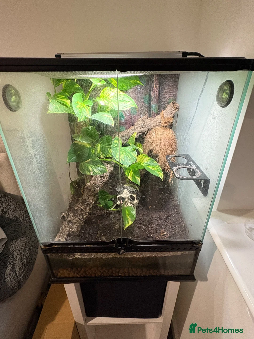 Gecko reptiles for sale: Male gargoyle gecko and exo terra set up  - Advert 2