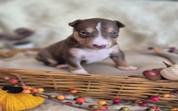 Miniature Bull terrier dogs for sale: 🐾 Exclusive Miniature Bull Terrier Puppies 🐾 - Image 28