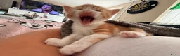 Mixed Breed cats for sale: 2 white and ginger Marble kittens for sale  - Advert 6