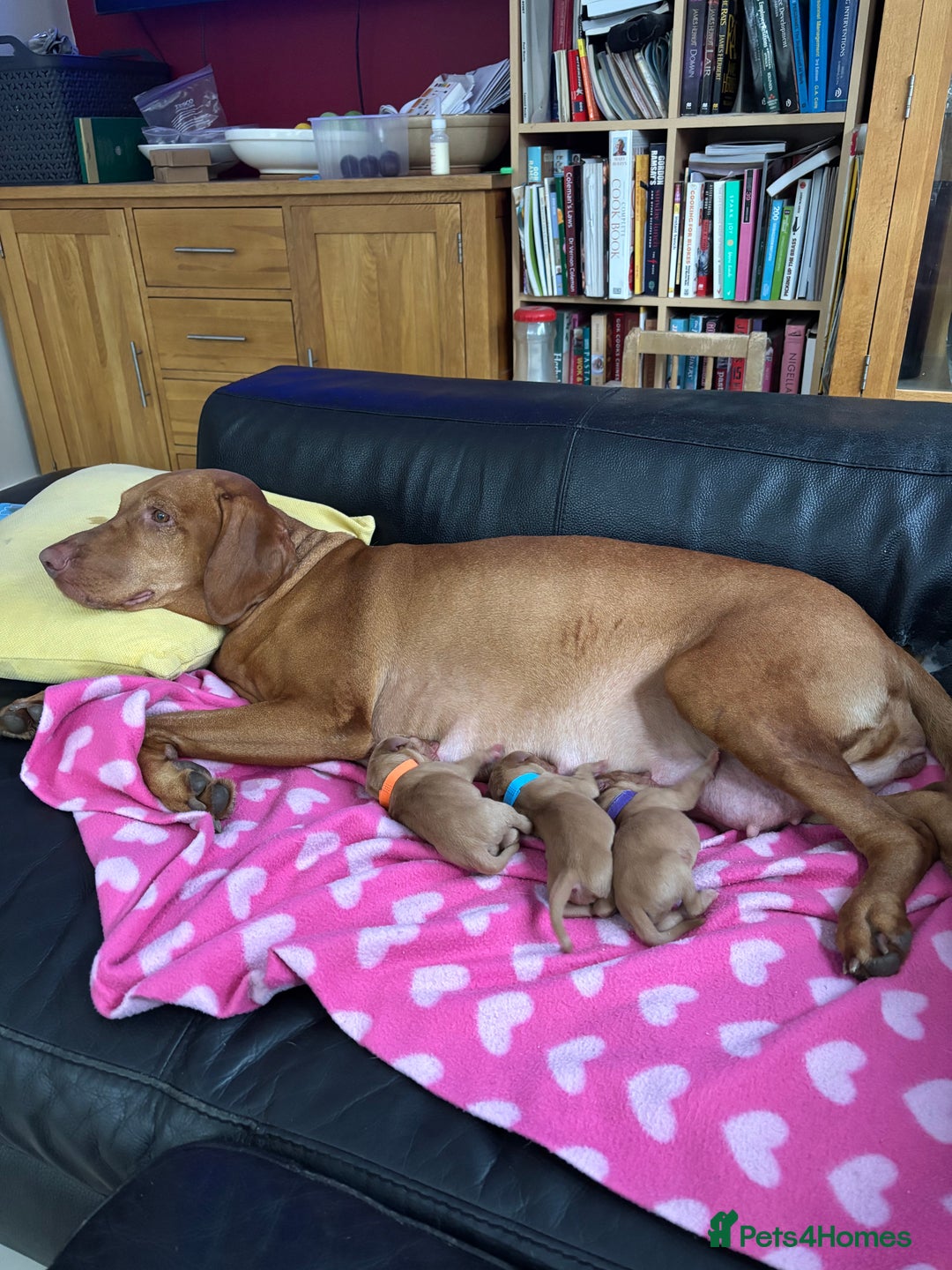 Hungarian Vizsla dogs for sale: Litter expected - Advert 6
