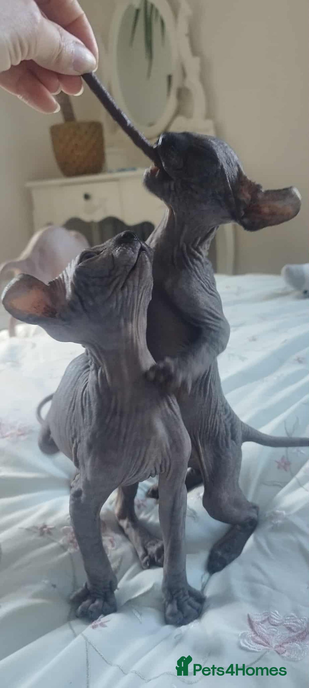 Sphynx cats for sale: Elf sphynx - Image 18