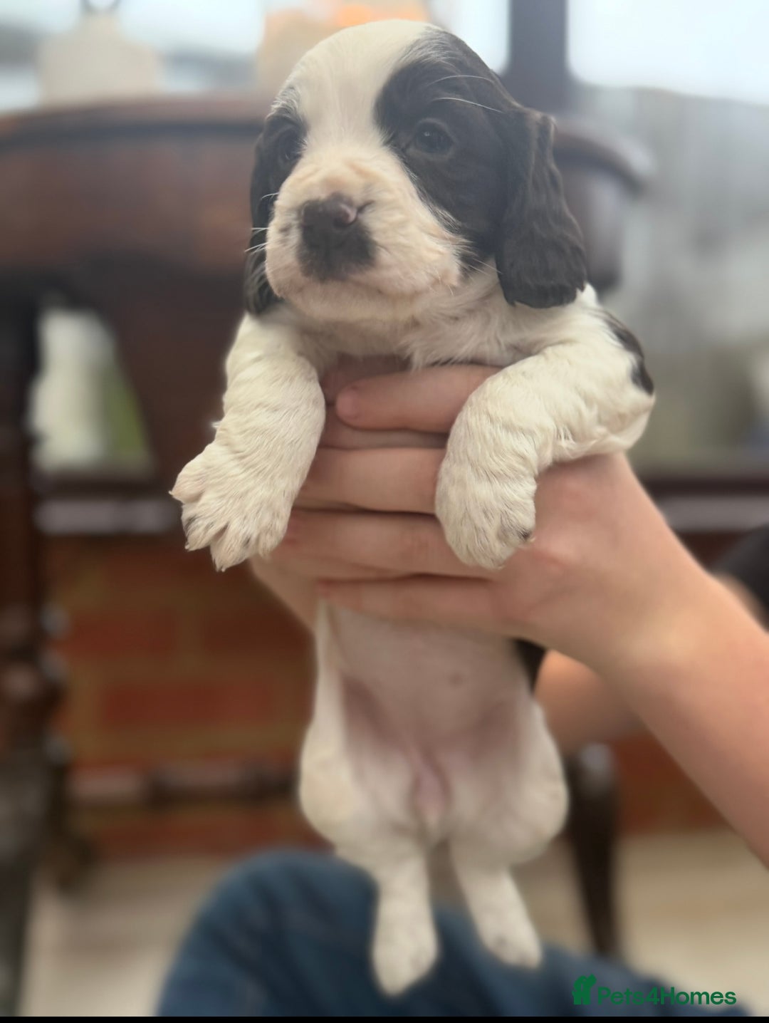 Cocker Spaniel dogs for sale: 2 cocker spaniel bitches - Advert 5