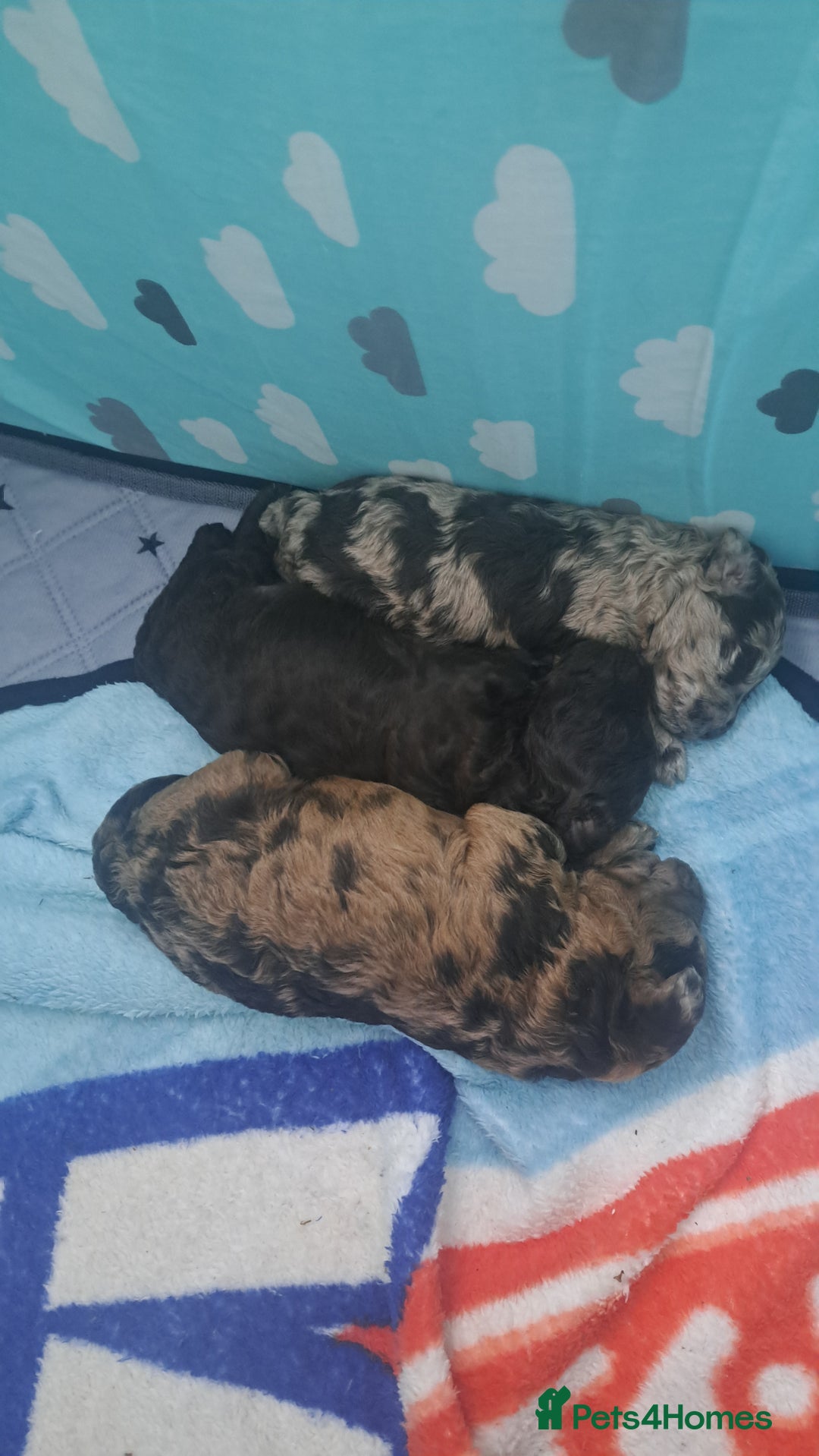 Miniature Poodle dogs for sale: Mini poodle puppies  - Image 1