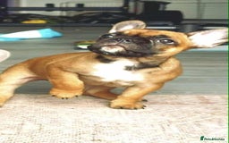 French Bulldog dogs for sale: French bulldog puppies  - Image 4