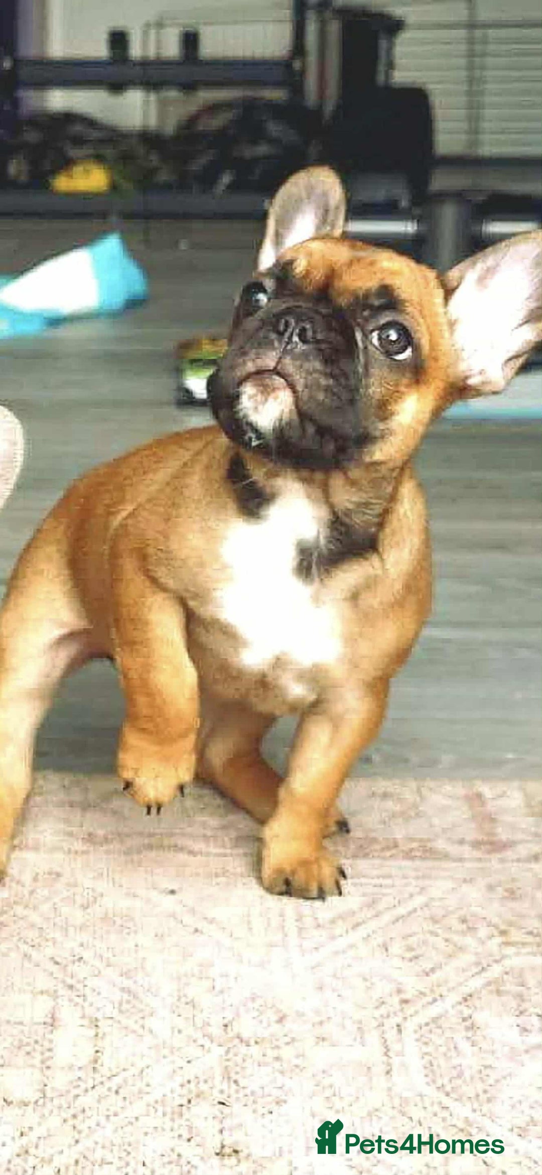 French Bulldog dogs for sale: French bulldog puppies  - Image 4