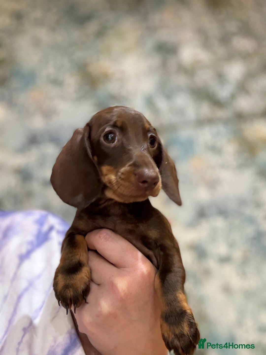 Miniature Dachshund dogs for sale: Available puppies at DELLM DAXIES 🐶 - Image 8