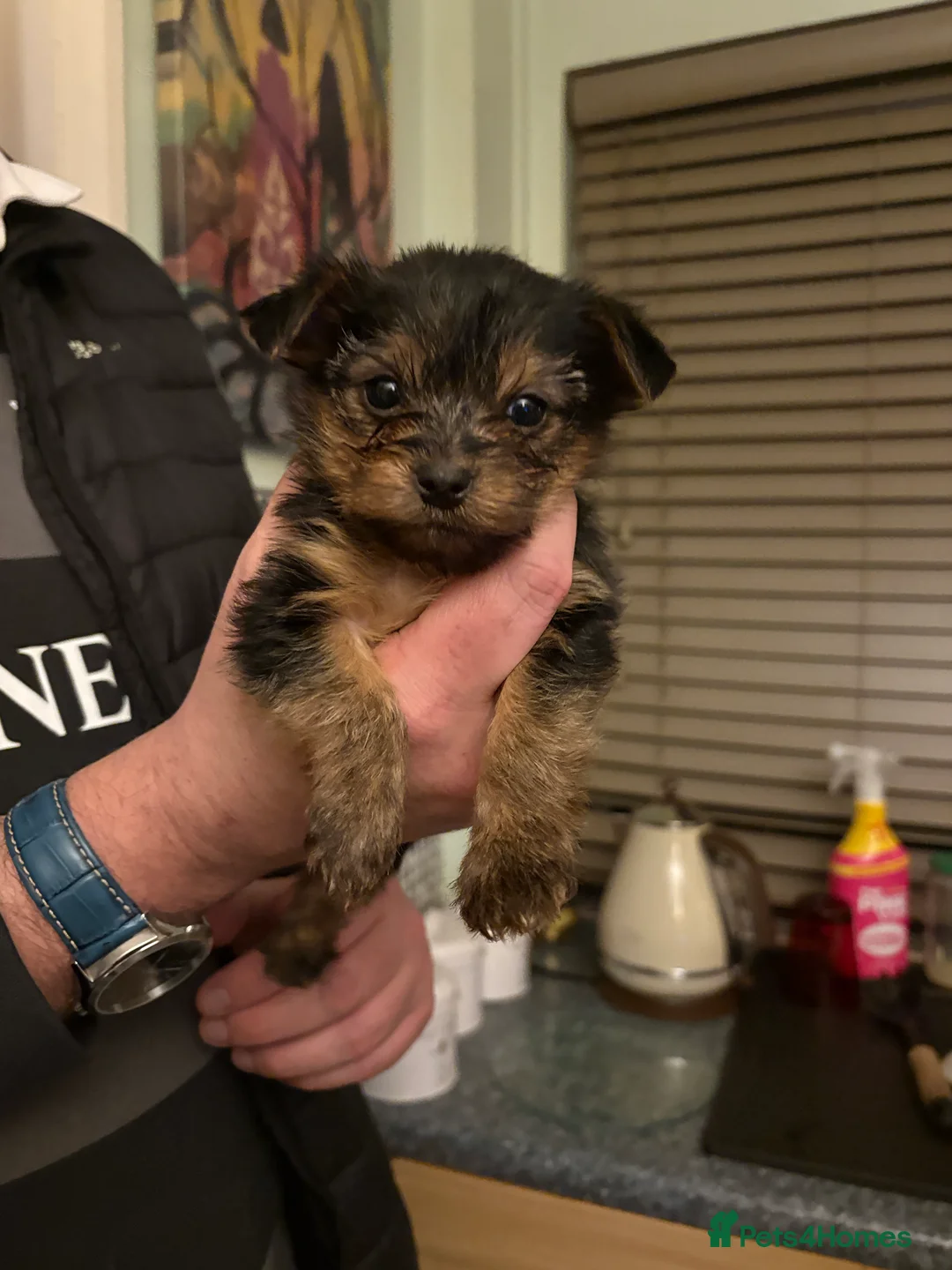 Shorkie dogs for sale: Shorkie puppies  - Advert 12