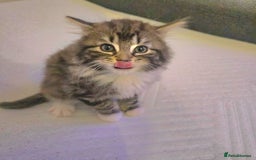 Maine Coon cats for sale: Adorable Maine Coon Kitten - Image 3