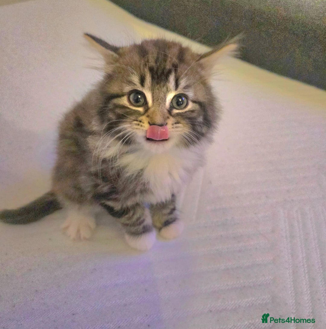 Maine Coon cats for sale: Adorable Maine Coon Kitten - Image 3