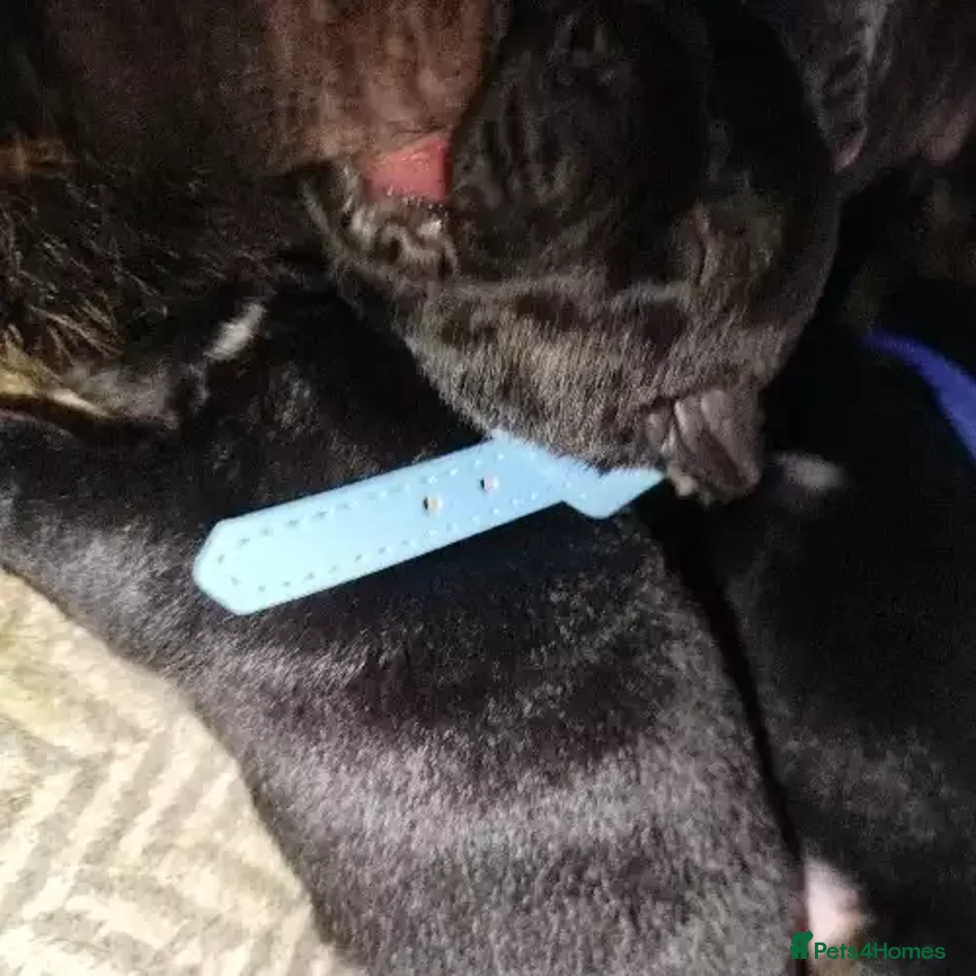 Rottweiler dogs for sale: Rottweiler - Advert 2