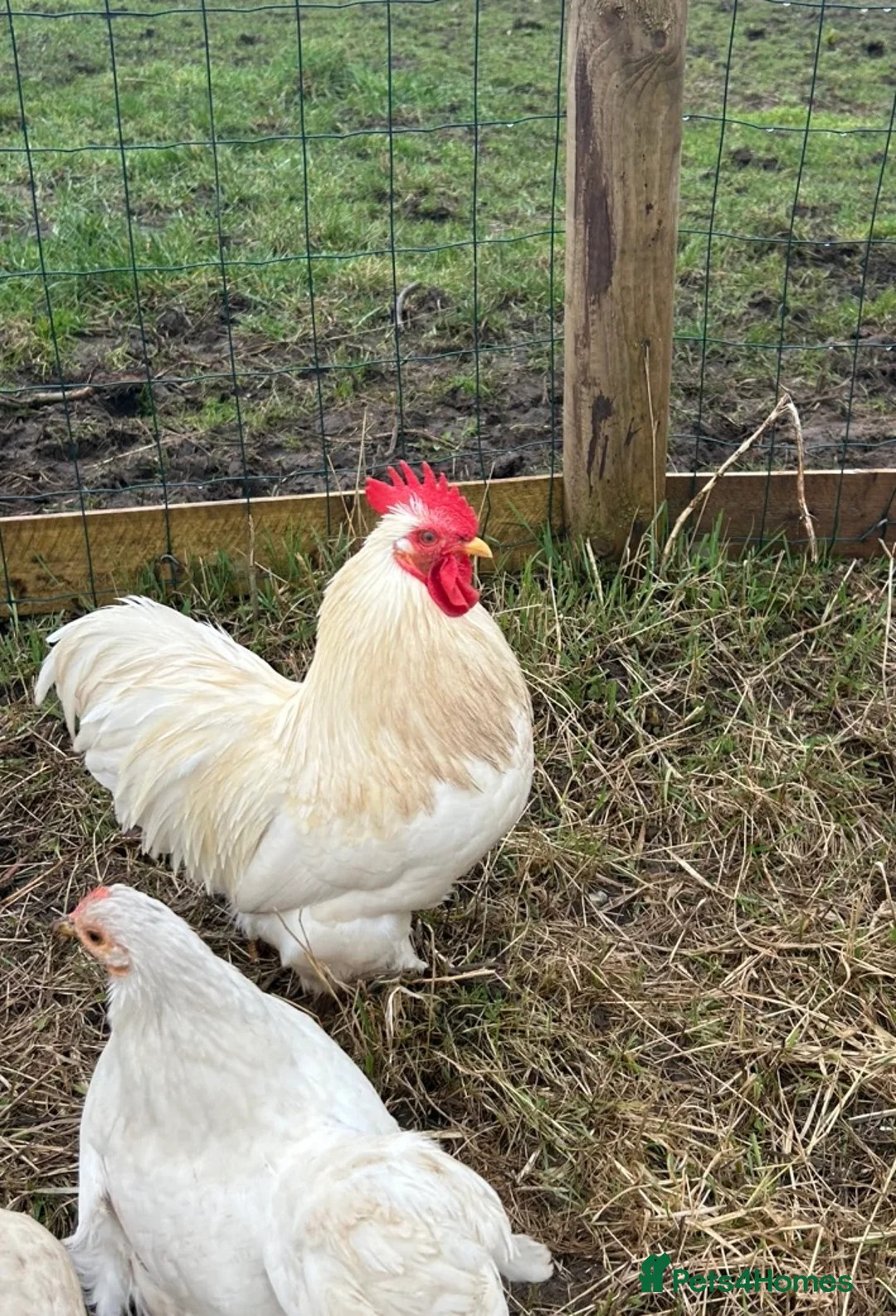 Chickens poultry for sale: Bantam cockerels - Advert 3