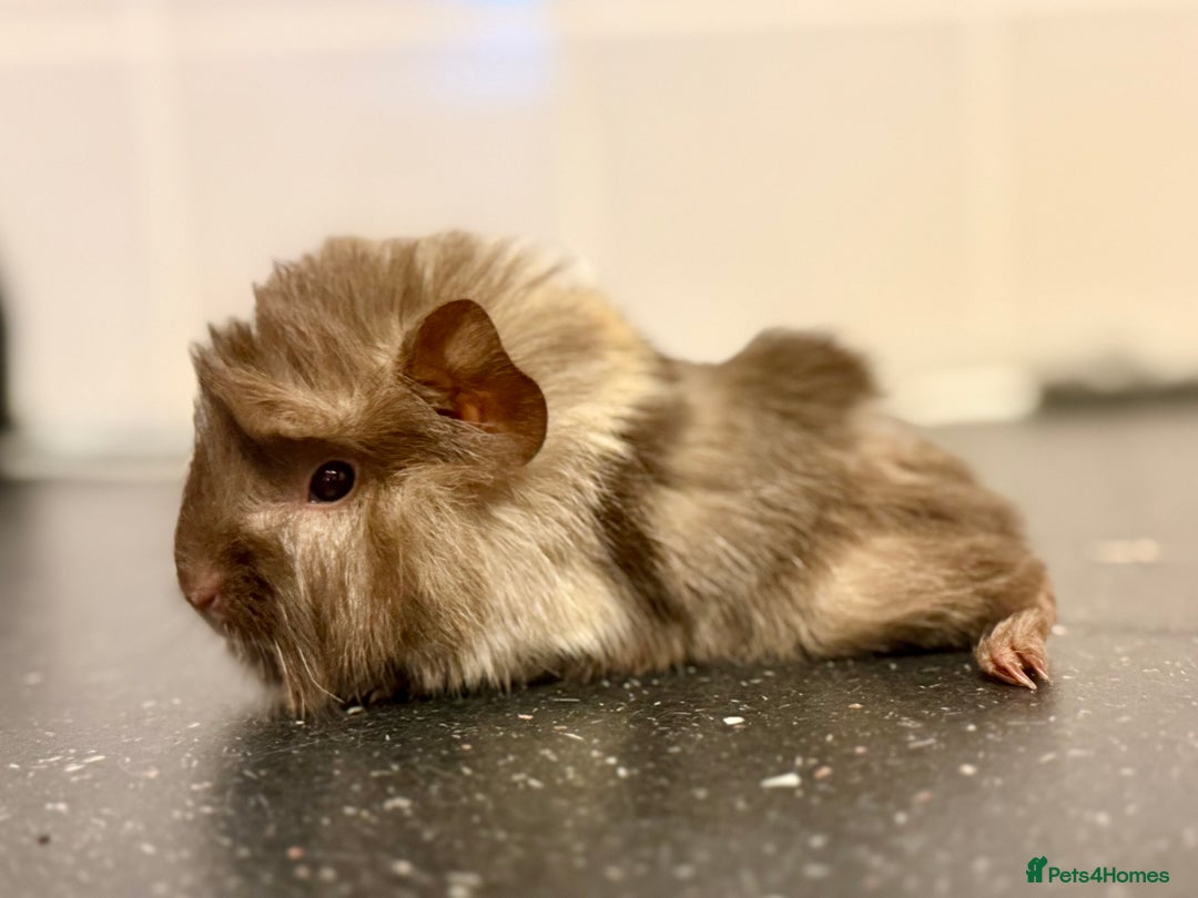 Guinea Pig rodents for sale: Boys and girls  - Image 8