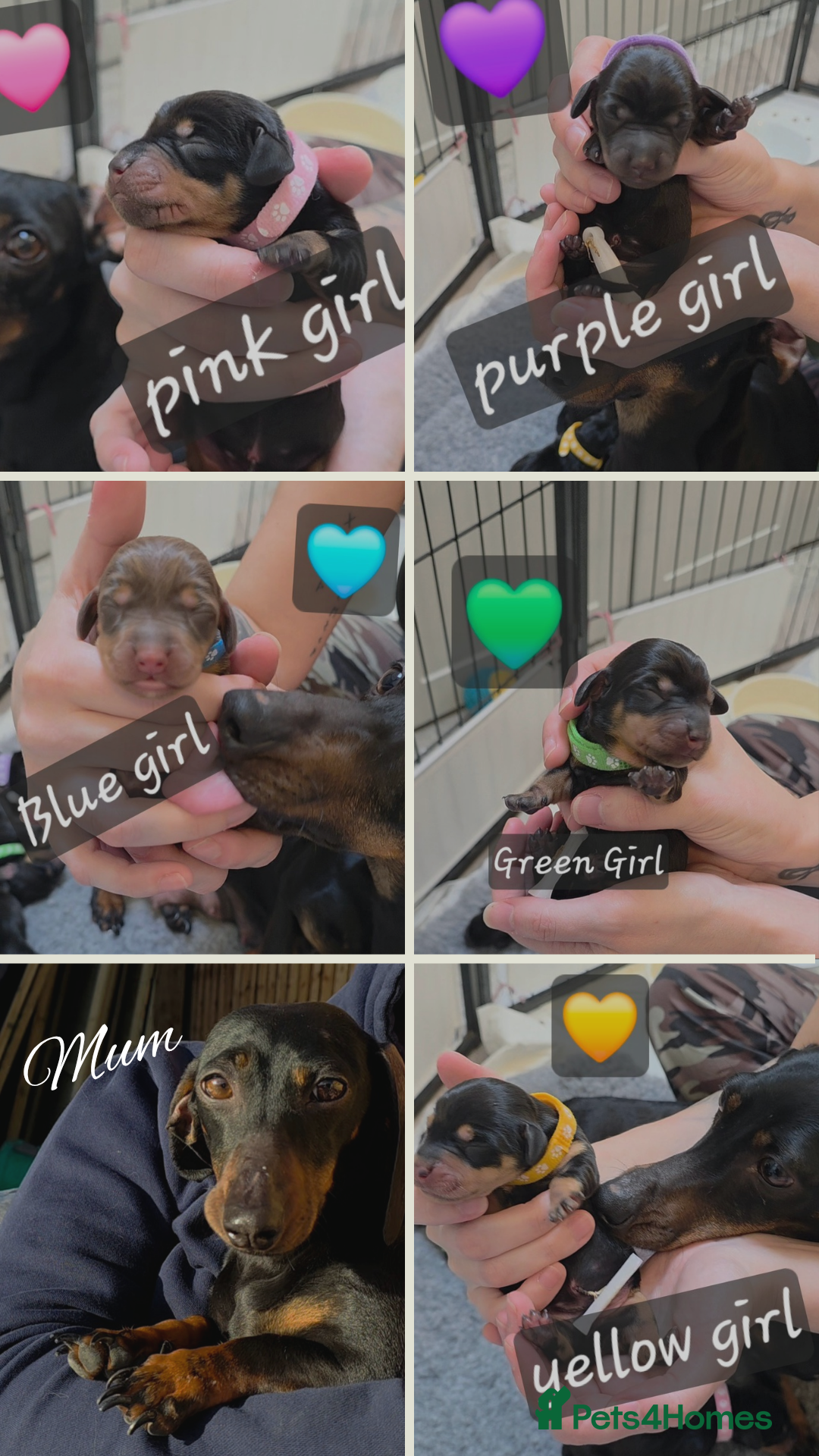 Miniature Dachshund dogs Miniature Dachshund  - Advert 1