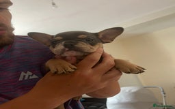 Mixed Breed dogs for sale: Beautiful female puppy ready today  - Image 5