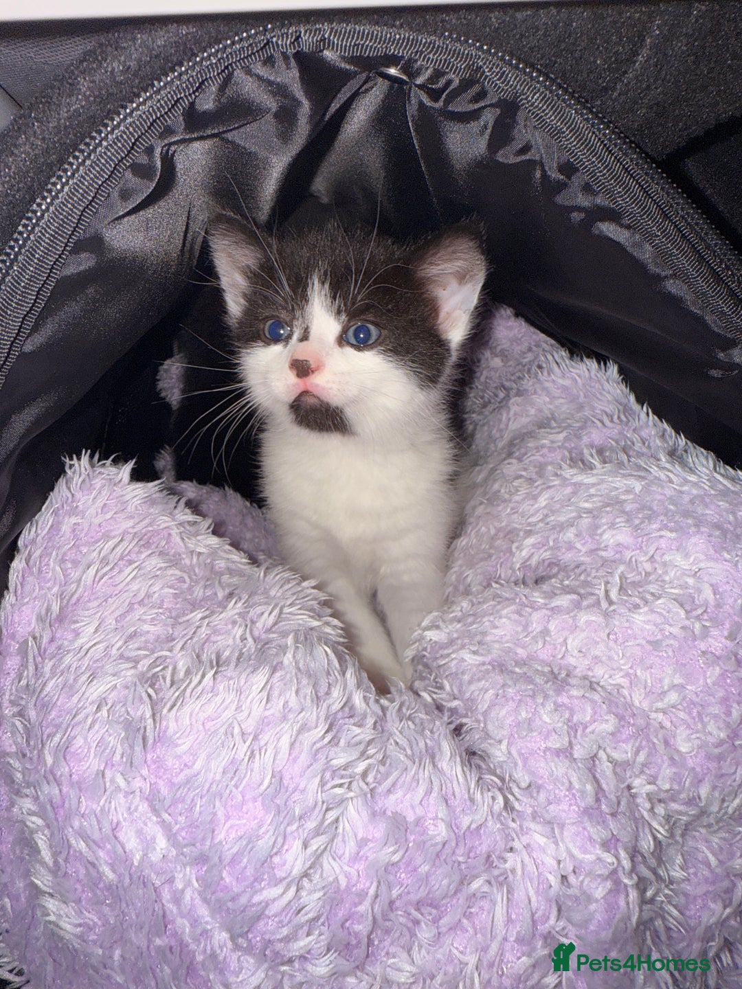 Mixed Breed cats for sale: Two young kittens for sale  - Advert 11