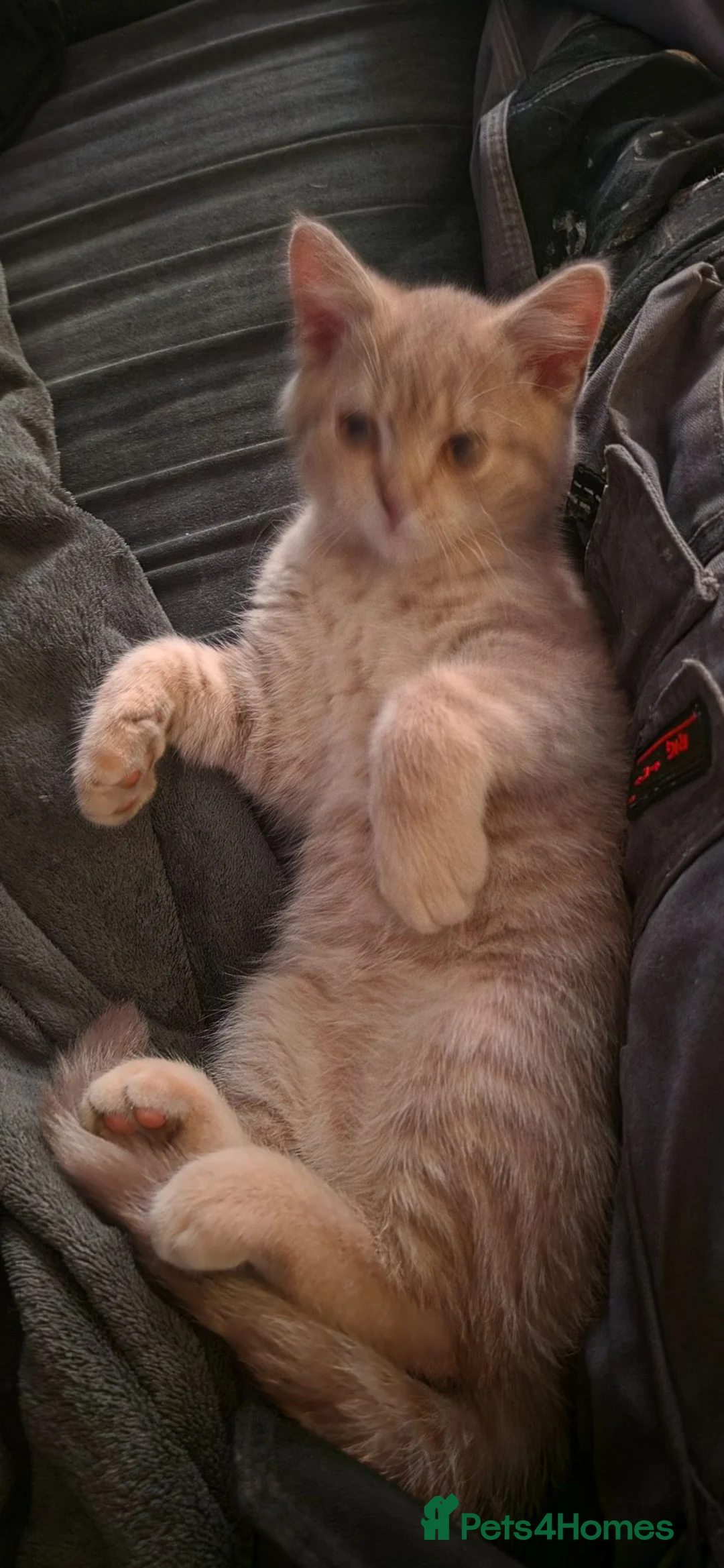 British Shorthair cats for sale: British shorthair cinnamon fawn male 4 mth in Manchester - Advert 2