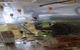 Plecos fish for sale: Pleco fry - Image 2