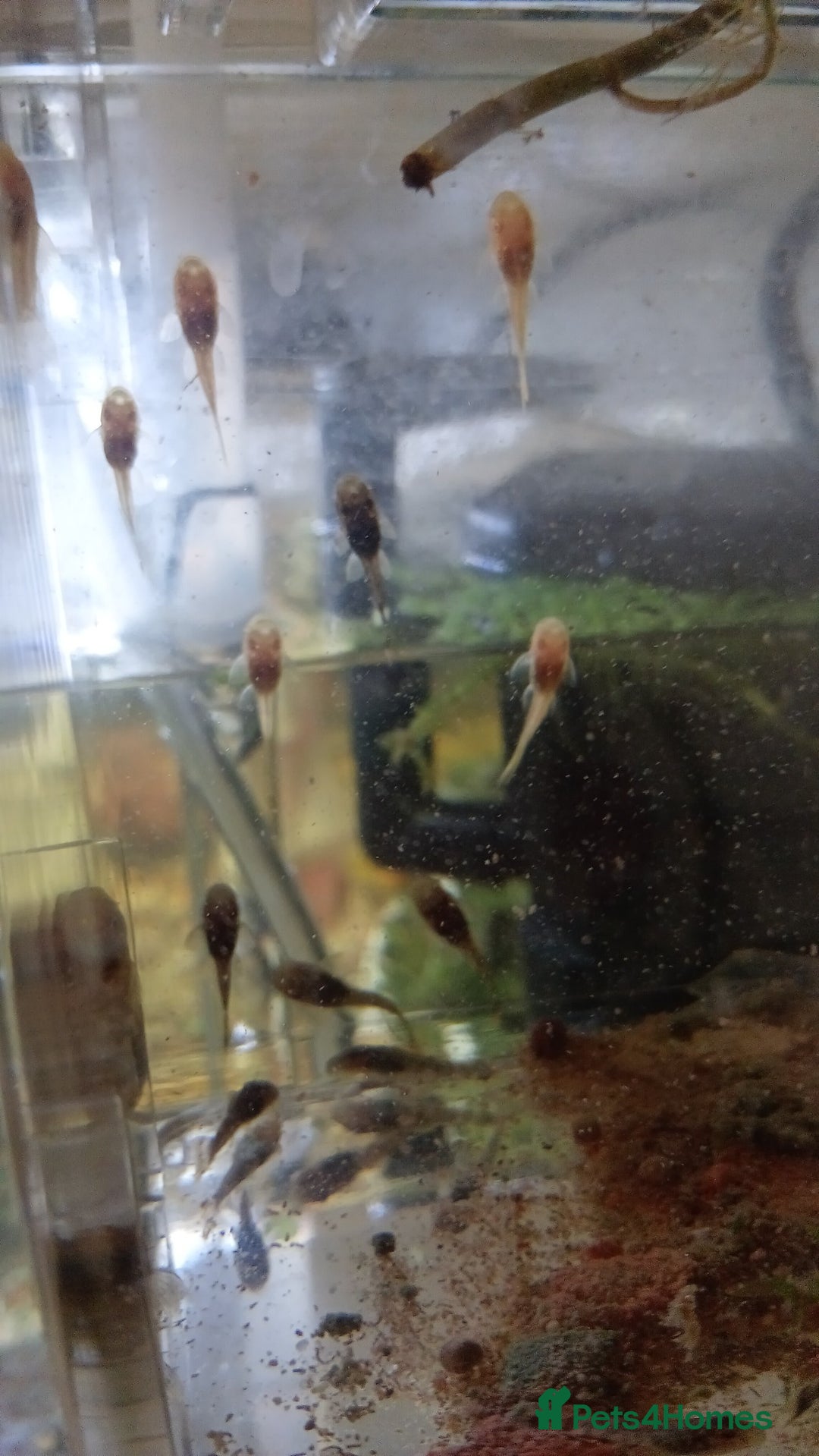 Plecos fish for sale: Pleco fry - Image 2
