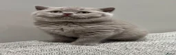 British Shorthair cats for sale: Beautiful lilac British shorthair sisters - Advert 16