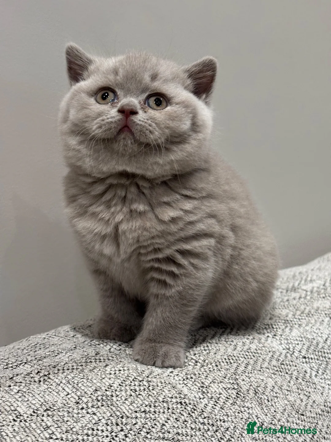 British Shorthair cats for sale: Beautiful lilac British shorthair sisters - Advert 16