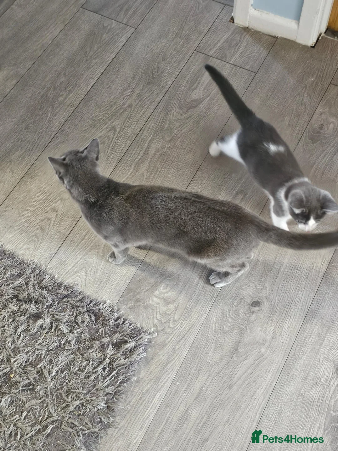 Mixed Breed cats for sale: Mixed breed kitten for sale  - Advert 2