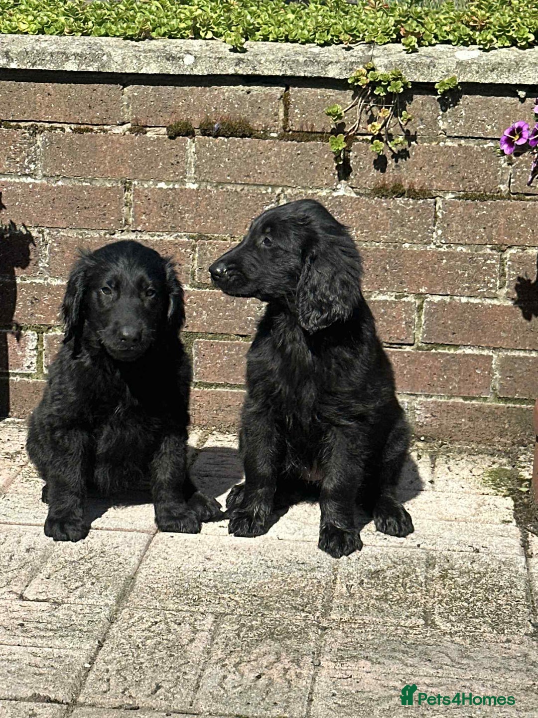 Flat coated Retriever dogs for sale: Black Flatcoat retriever puppies for sale  - Image 3