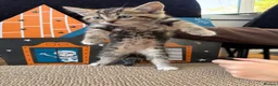 Mixed Breed cats for sale: Beautiful tabby kittens for sale  in Brighton - Advert 7