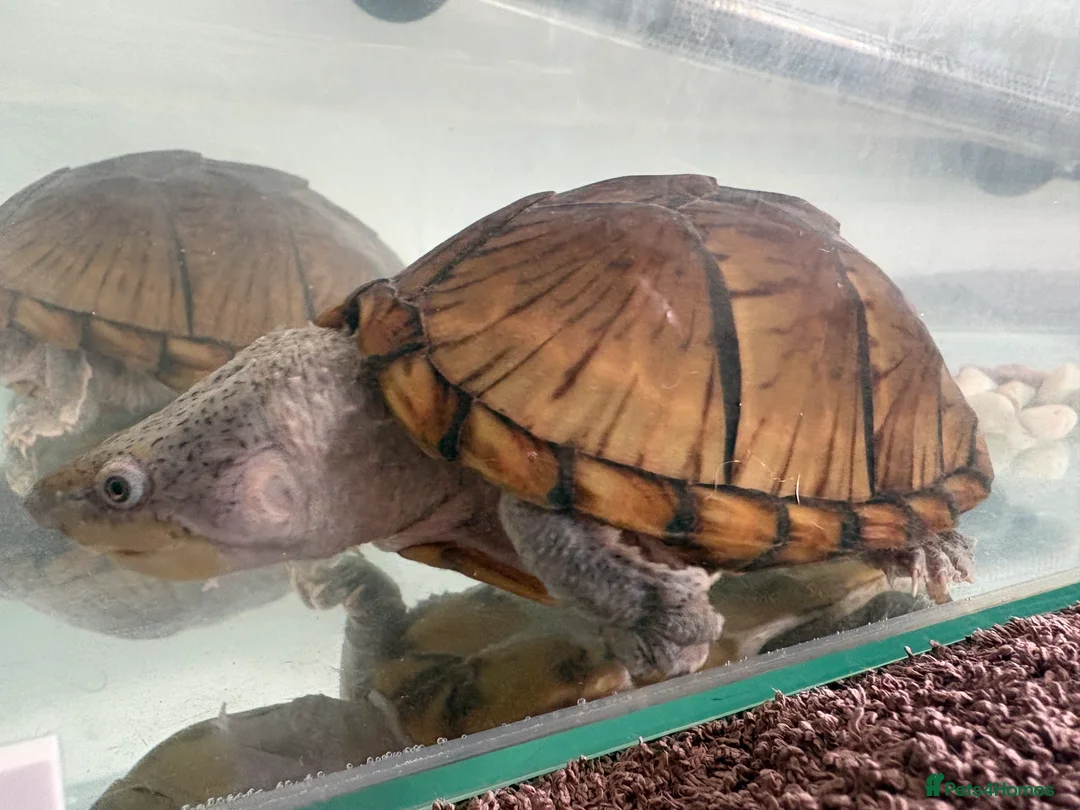Terrapin reptiles for sale: Pair of terrapins  in Lanark - Advert 7
