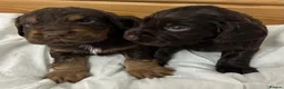 Cocker Spaniel dogs for sale: 🐾 GORGEOUS COCKER SPANIEL PUPPIES 🐾 - Advert 4