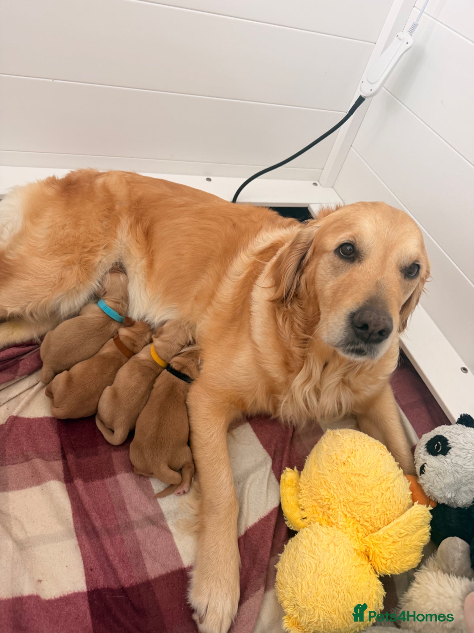 Golden Retriever dogs Perfect Golden Retriever Litter - Advert 17