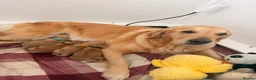 Golden Retriever dogs for sale: Perfect Golden Retriever Litter - Advert 1