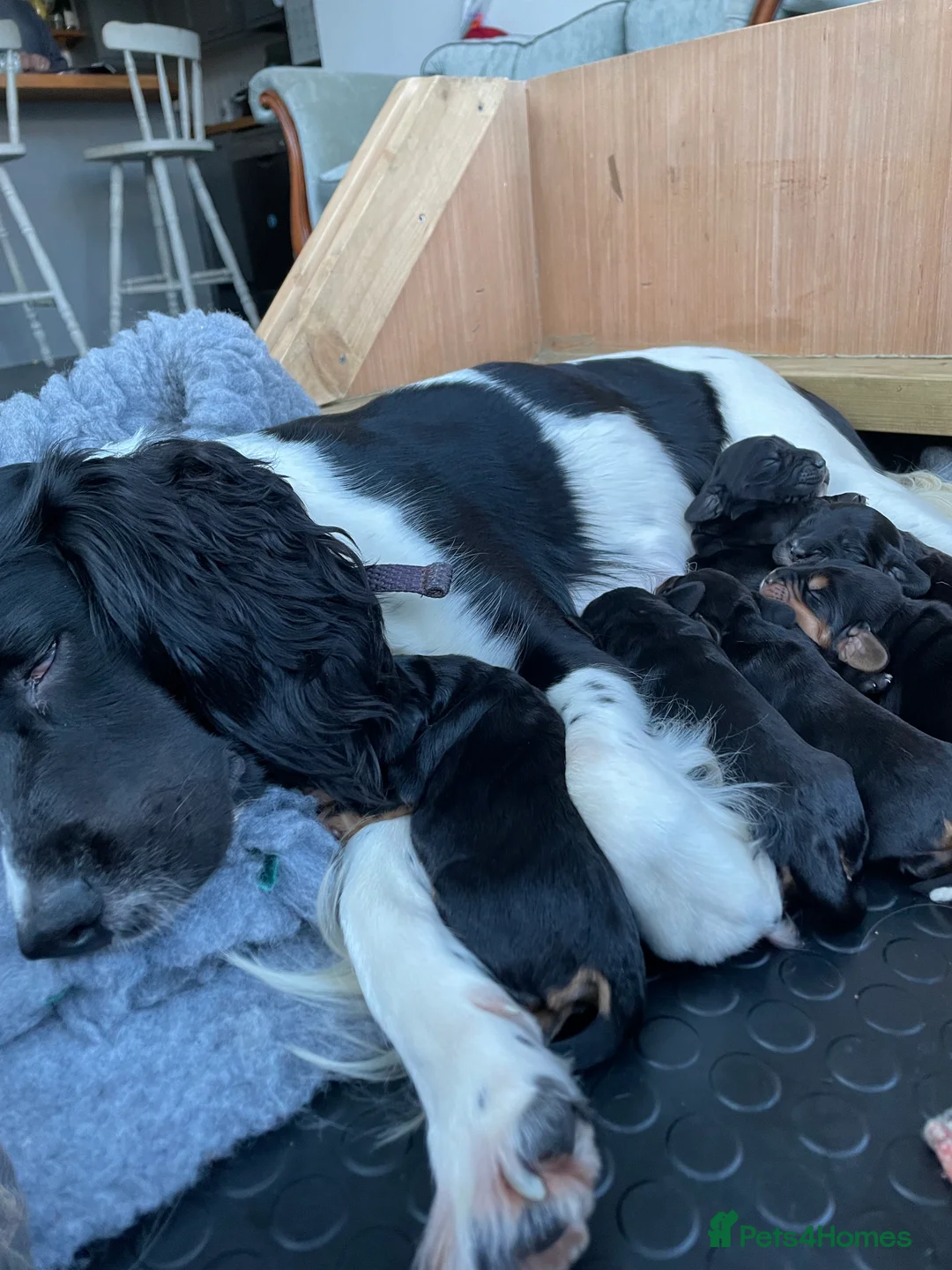 Sprocker dogs for sale: Sprocker Spaniel Puppies  - Advert 3