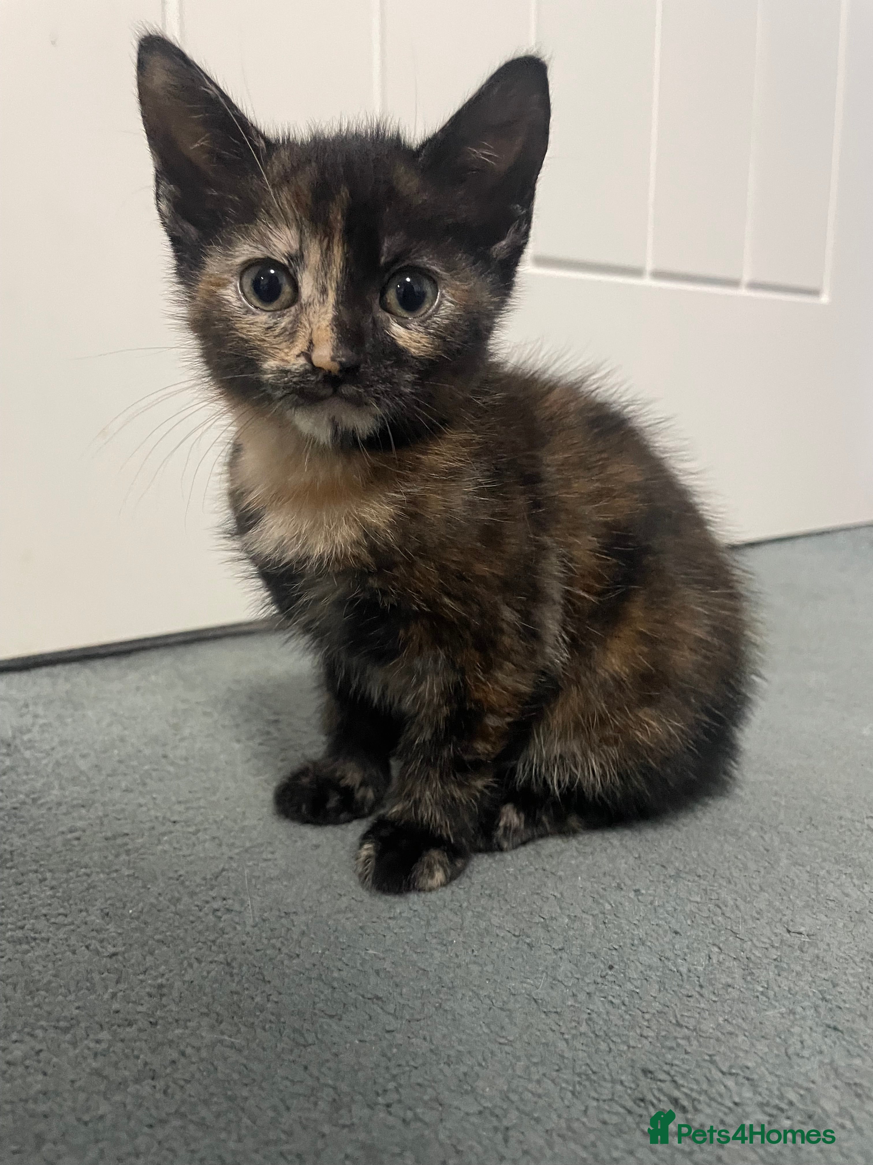 Mixed Breed cats Kitten  - Advert 2