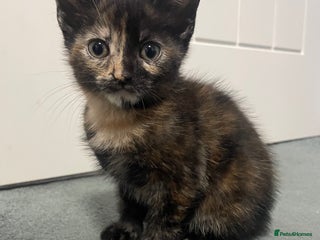 Mixed Breed cats Kitten - Advert 2