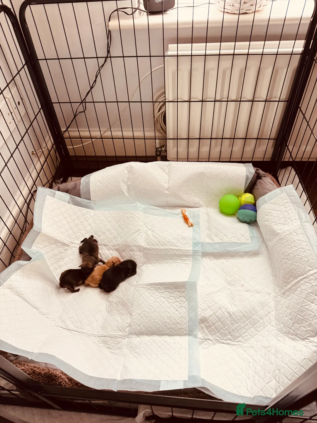 Pomeranian dogs for sale: Beautiful Pomeranian puppies - Advert 4