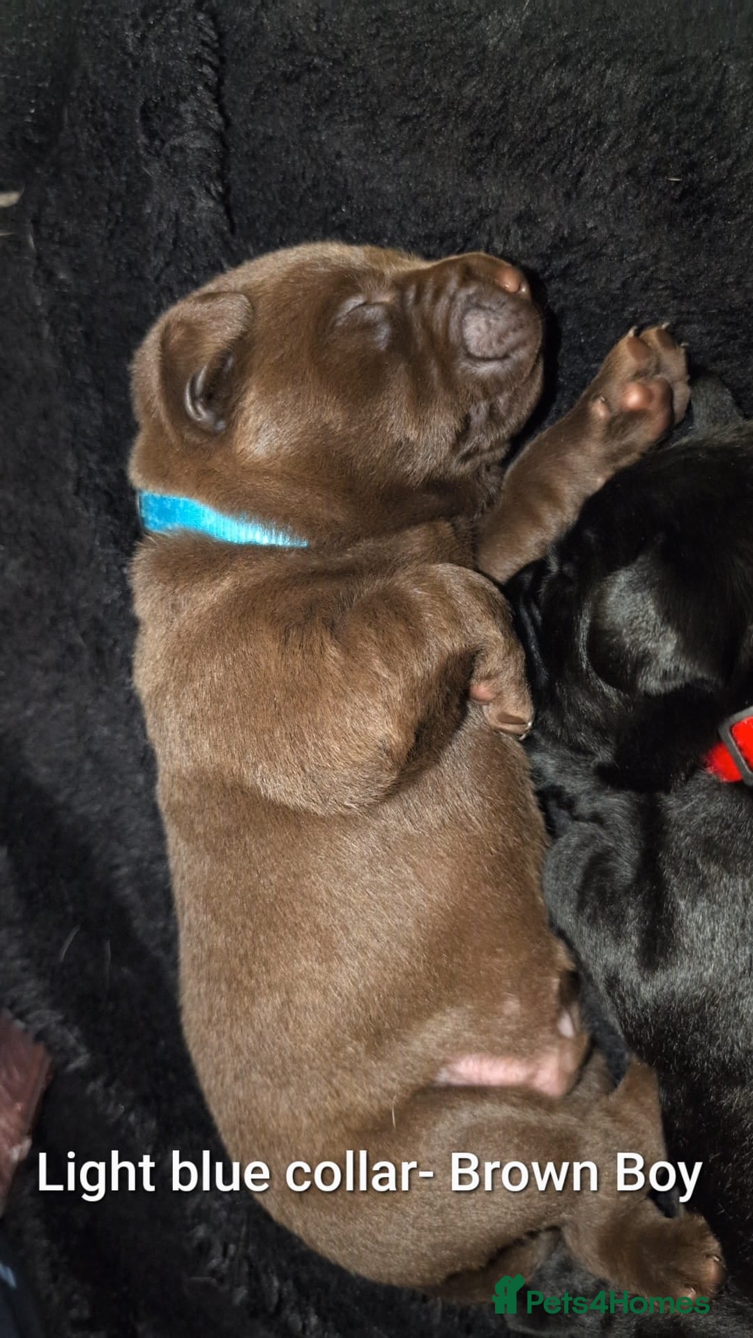 Labrador Retriever dogs for sale: Labrador puppies  - Advert 10