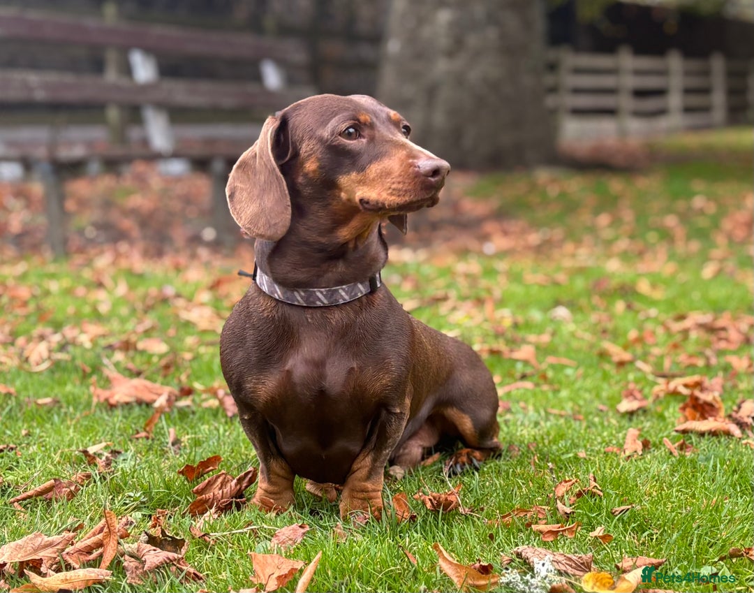 Miniature Dachshund dogs for sale: Miniature Smooth Haired Dachshund Puppies  - Advert 12